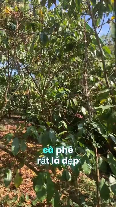 Farm vườn Cafe tại Lộc Quảng, Bảo Lâm 15.000m² giá chỉ 825 triệu - Đầu tư sinh lời cao!