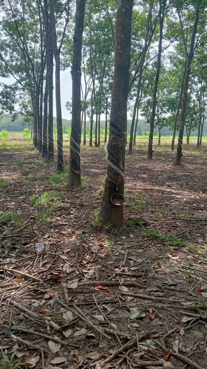 Đất Farm 28800m² tại ấp 54, Lộc An chỉ 1.2 tỷ - Cơ hội đầu tư hấp dẫn!