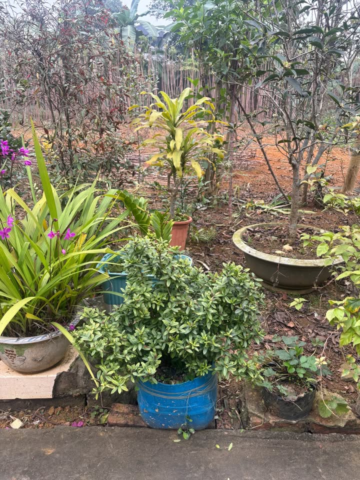 Đất chính chủ tại xã Hoàng Khai, Tuyên Quang 110m² - Giá chỉ 1 tỷ VND!