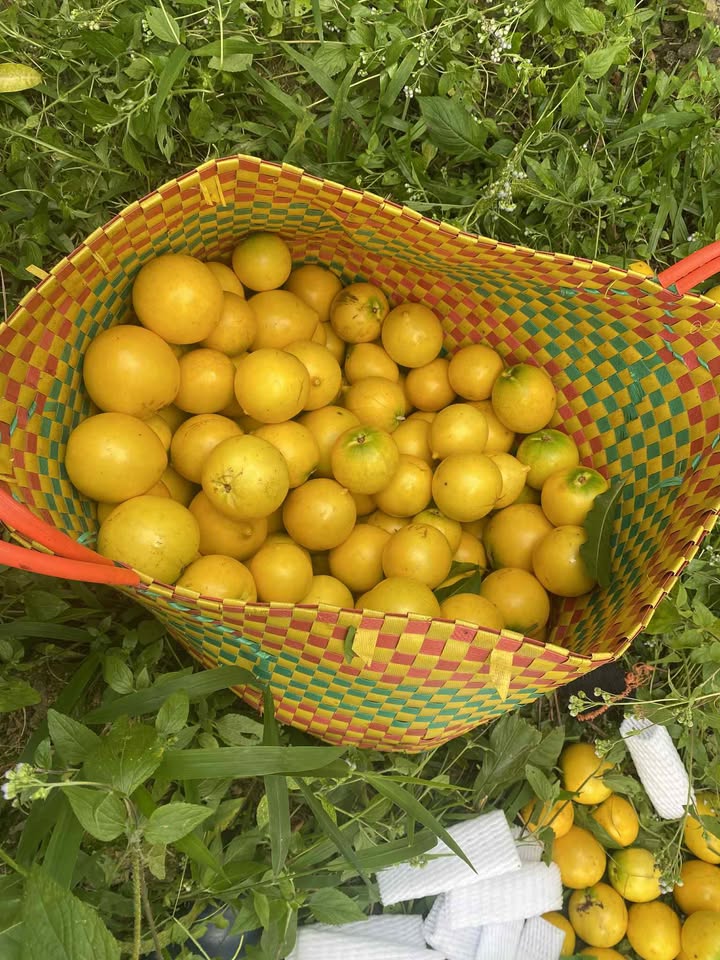 Đất 1,5ha tại Rô Men, Đam Rông chỉ 150 triệu - Cơ hội đầu tư hấp dẫn!