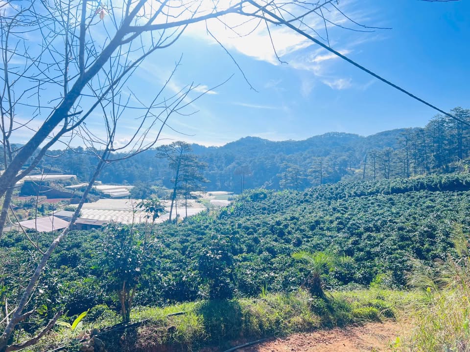 Đất thổ cư Xuân Thọ, Đà Lạt 1440m² giá 8.9 tỷ - Vị trí đẹp, giao thông thuận lợi!