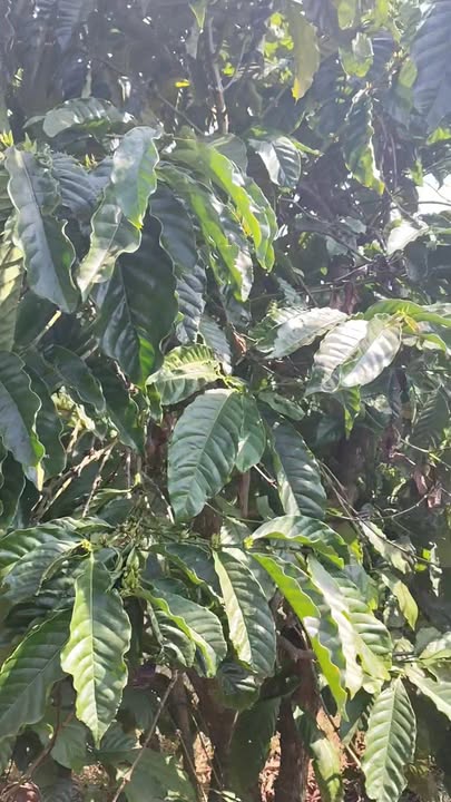 Đất nông nghiệp 1 ha tại Xã Liên Hiệp, Huyện Đức Trọng - Giá 5.5 tỷ, pháp lý rõ ràng!