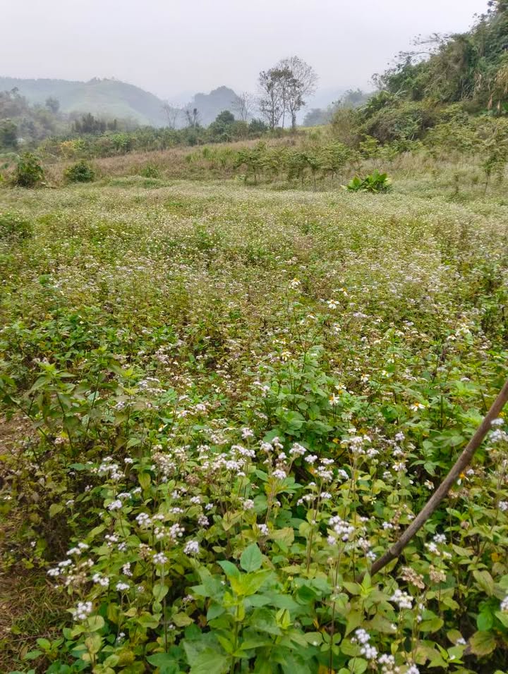 Đất Farm đẹp tại Huyện Lương Sơn, Hòa Bình 30000m² giá 597 triệu - Cơ hội đầu tư hấp dẫn!