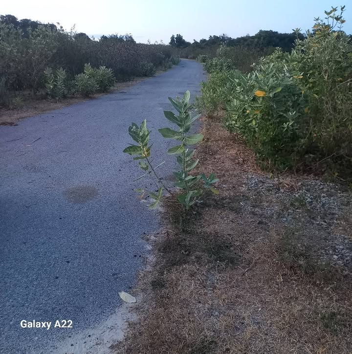 Đất nông nghiệp xã Phước Thái 25.000m² giá 8.1 tỷ - Sổ đỏ chính chủ!