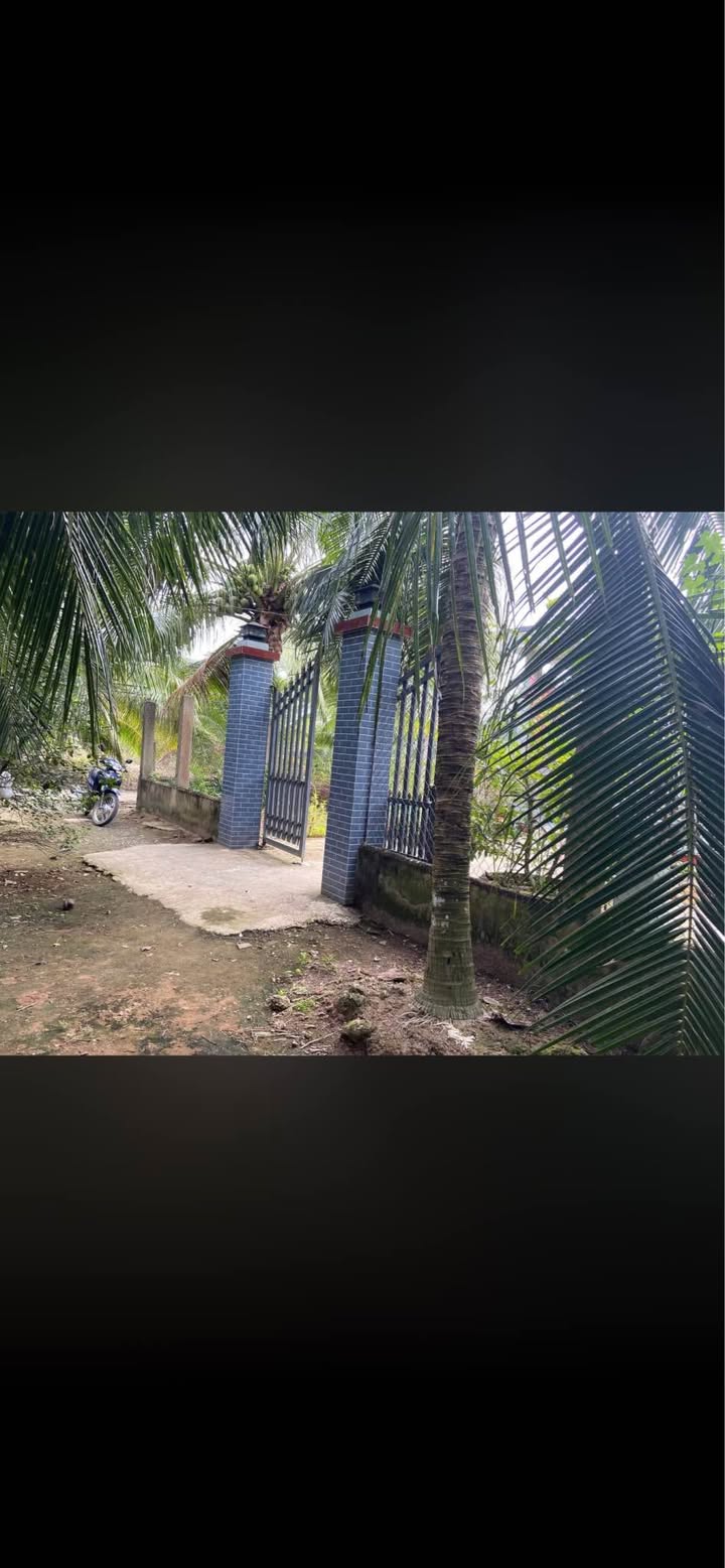 Farm 1,5 công tại Xã Châu Hưng, Bến Tre giá 1,3 tỷ - Cơ hội đầu tư lý tưởng!