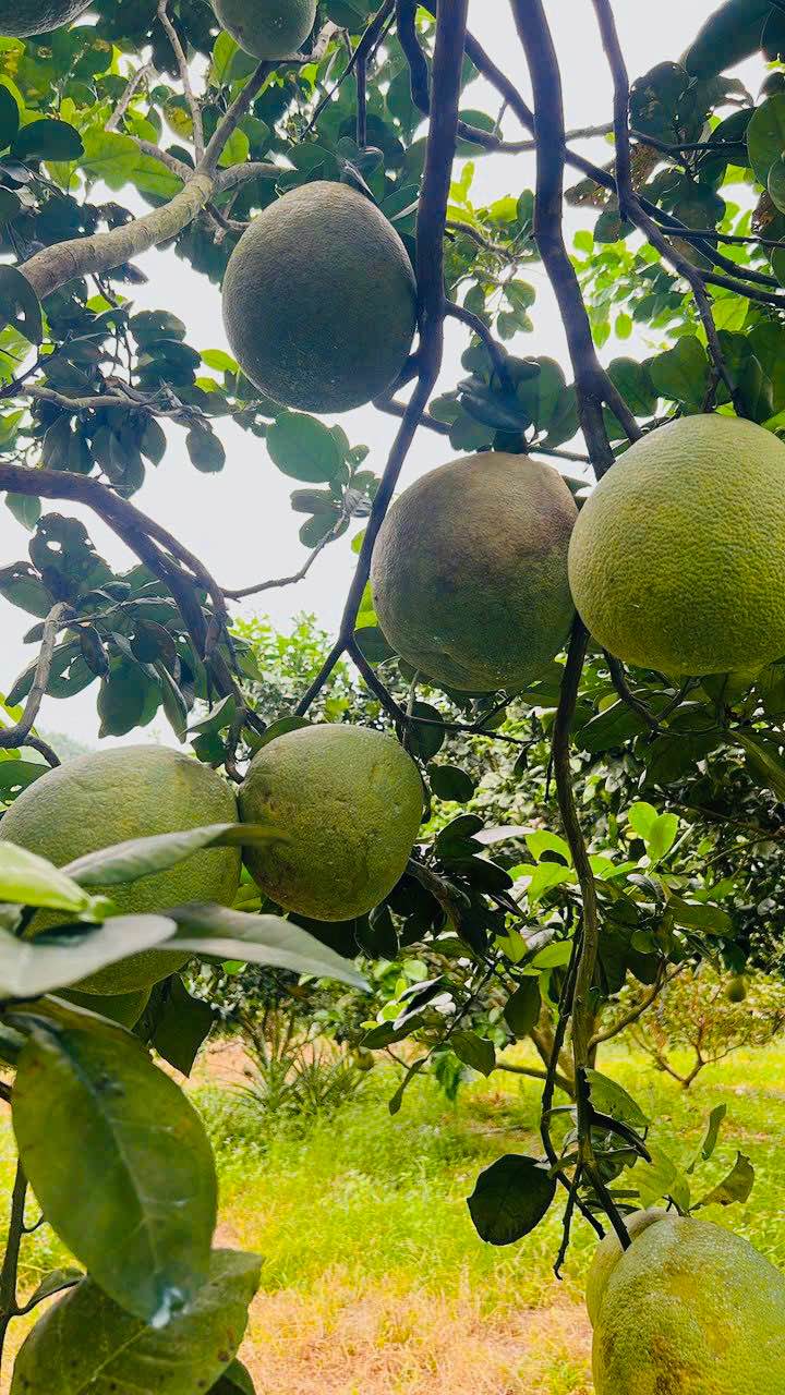 Farm 21.000m² tại Huyện Khánh Vĩnh - Giá 7.35 tỷ, Đầu tư sinh lời!