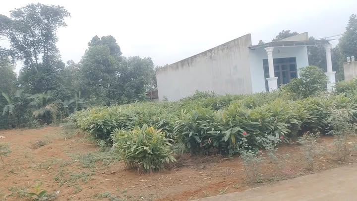 Đất thổ cư xã Thọ Tân 345m² giá chỉ 500 triệu - Cơ hội vàng cho những ai đầu tư!