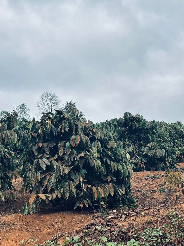 Farm đẹp tại Đức Minh, Đắk Mil 34.200m² giá 3 tỷ - Đầu tư sinh lời lý tưởng!