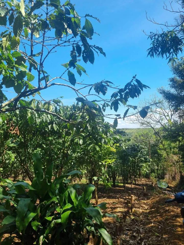 Đất nền 2160m² tại Đường 22, Xã Lộc Quảng, Huyện Bảo Lâm - Giá 3.6 tỷ, cơ hội đầu tư hấp dẫn!