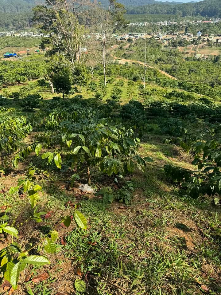 Đất thổ cư Lộc Lâm 1224m² giá 1.05 tỷ - Đường NC thuận tiện