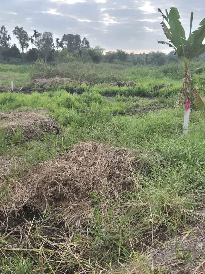 Đất ruộng Tân Mỹ, Huyện Bắc Tân Uyên, 4576m² giá 5.5 tỷ - Cơ hội đầu tư sinh lời!