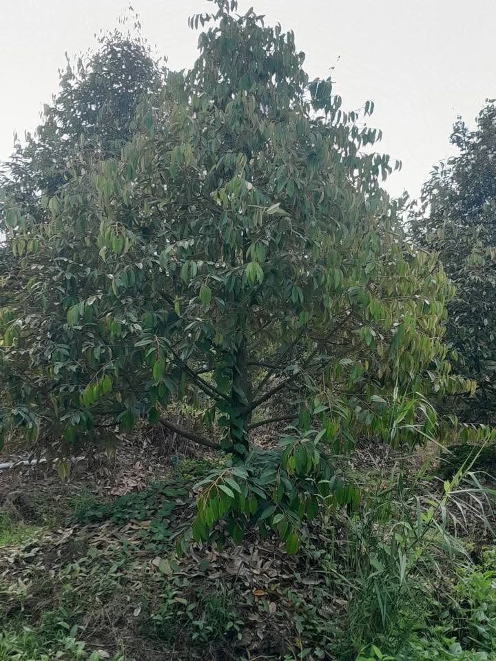 Đất vườn sầu riêng 3900m² tại An Khánh, Châu Thành, Đồng Tháp - Giá chỉ 1.6 tỷ