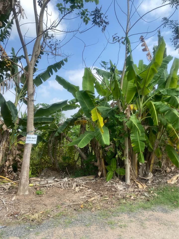 Đất nền Hòa Thuận, Châu Thành, Trà Vinh 115m² giá 500 triệu - Cơ hội đầu tư hấp dẫn!