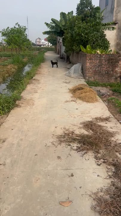 Đất thổ cư TFP Xuân Hòa, Phường Tự Lạn, 504m² giá 3 tỷ - Đầu tư sinh lời