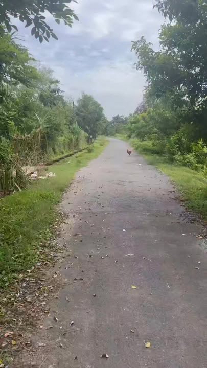 Đất vườn 805m² tại Phước Thạnh, Gò Dầu - Giá chỉ 2 tỷ, cơ hội nhận sổ hồng ngay!