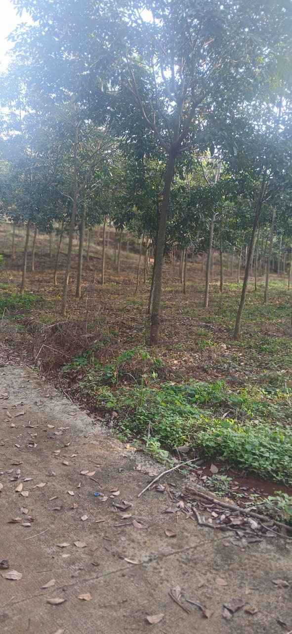 Đất nền 1ha67 tại Phú Trung - Giá chỉ 2 tỷ - Cơ hội đầu tư hấp dẫn!