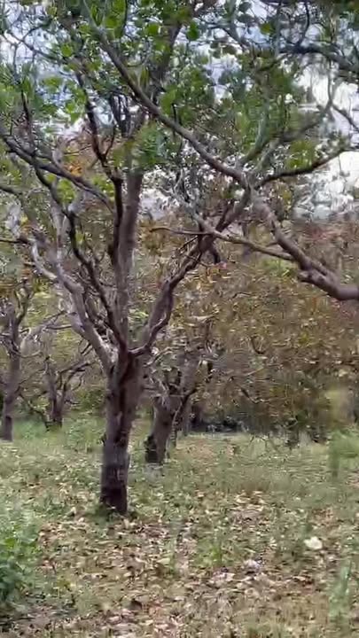 Đất rẫy điều tại xã Ia Kriêng, huyện Đức Cơ 3168m² giá 470 triệu - Cơ hội đầu tư tuyệt vời!