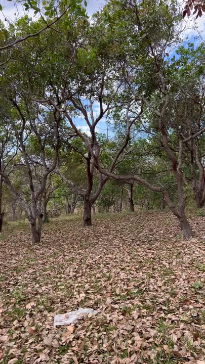 Vườn điều tại Đức Cơ, Gia Lai 8.885,5m² - Pháp lý rõ ràng, giá thỏa thuận!