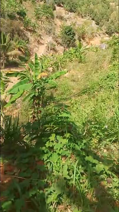 Farm đất sầu riêng Xã Sơn Lâm 1800m² giá 1 tỷ - Cơ hội đầu tư hấp dẫn!