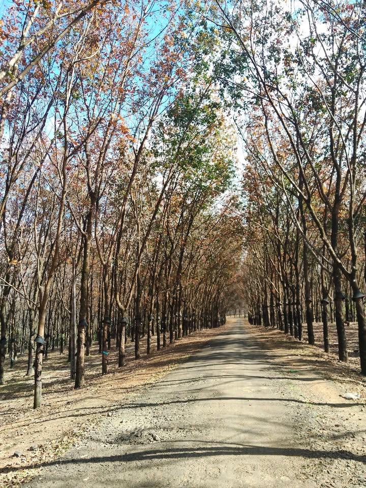 Đất nền giá tốt tại Thị trấn Ia Kha 148m² chỉ 600 triệu - Đầu tư sinh lời ngay!