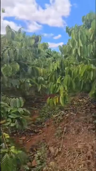 Đất vườn 1,2ha xã Ia Bă, huyện Ia Grai - Giá chỉ 2,6 tỷ VND!