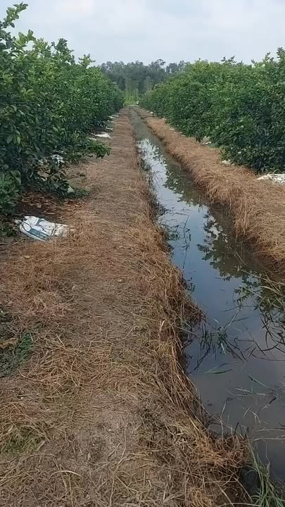 Đất vườn Thạnh Hòa - Bến Lức 500m² giá 380 triệu - Cơ hội đầu tư tuyệt vời!