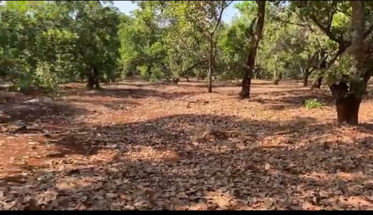 Đất nông nghiệp 2,1ha Tân Hưng - Giá chỉ 3,2 tỷ - Cơ hội đầu tư tuyệt vời!