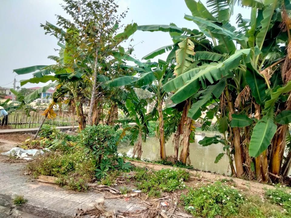 Đất nền phường Đông Quang, Thanh Hóa 120m² giá chỉ 1.2 tỷ - Cơ hội đầu tư tuyệt vời!