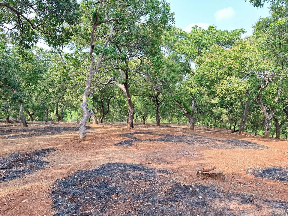 Farm tại Thôn 11, Xã Long Bình, Huyện Phú Riềng, 25.000m² - Cơ hội đầu tư tuyệt vời!