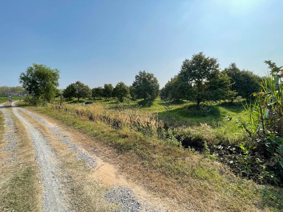 Bán vườn sầu riêng Musang King 3.700m² tại Đôn Thuận - Đầu tư sinh lời rõ ràng!