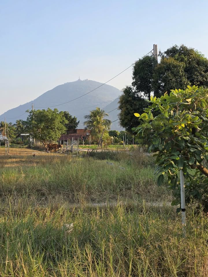 Đất thổ cư 1200m² tại Thạnh Tân, Tây Ninh giá 42 tỷ - Cơ hội đầu tư tuyệt vời!