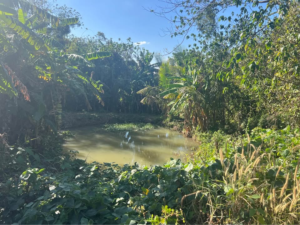 Đất Farm tại Phường Ea Tam 3960m² giá 1.65 tỷ - View suối tuyệt đẹp!