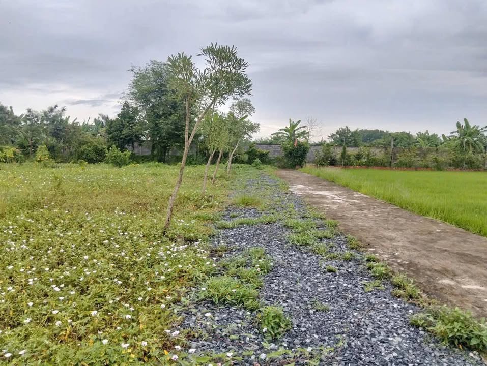 Đất nền Tân Trung Gò Công 140m² giá 380 triệu - Ưu đãi đặc biệt cho khách hàng!