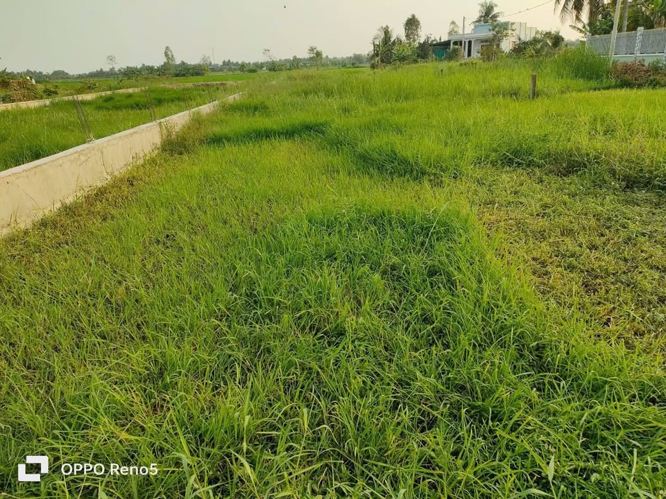 Đất CLN 558m² tại Ấp Bình Khánh, Gò Công Tây - Giá chỉ 350 triệu!