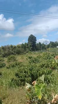 Lô đất rẫy 5 sào xã Hòa Đông, Đắk Lắk giá 2.2 tỷ - Đầu tư tiềm năng!