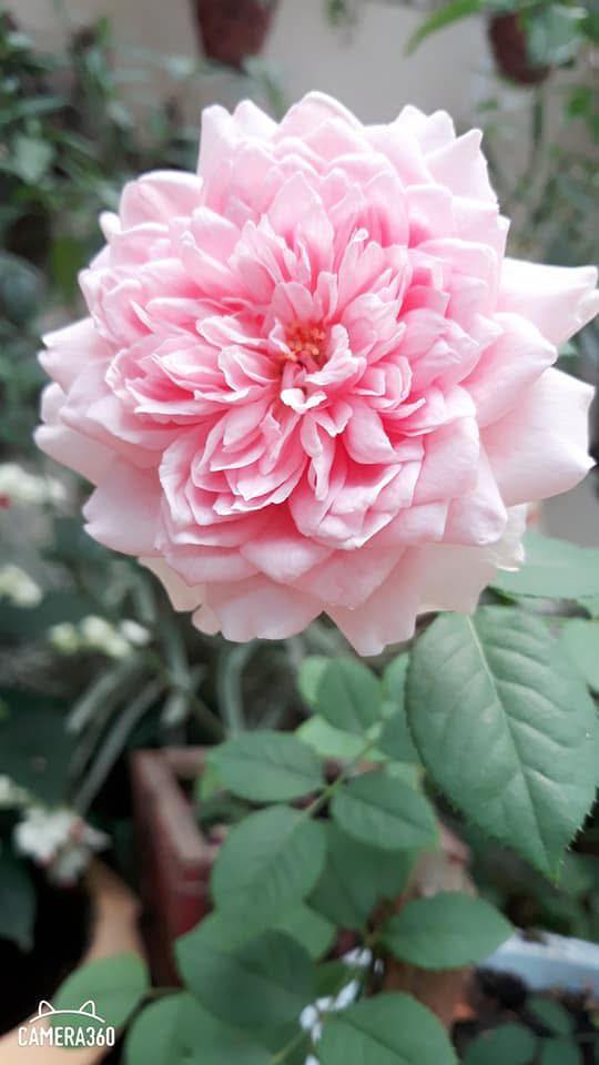 Đất nền bán gấp Phường Đông Lễ, 140m² giá 1.1 tỷ - Vị trí đắc địa!