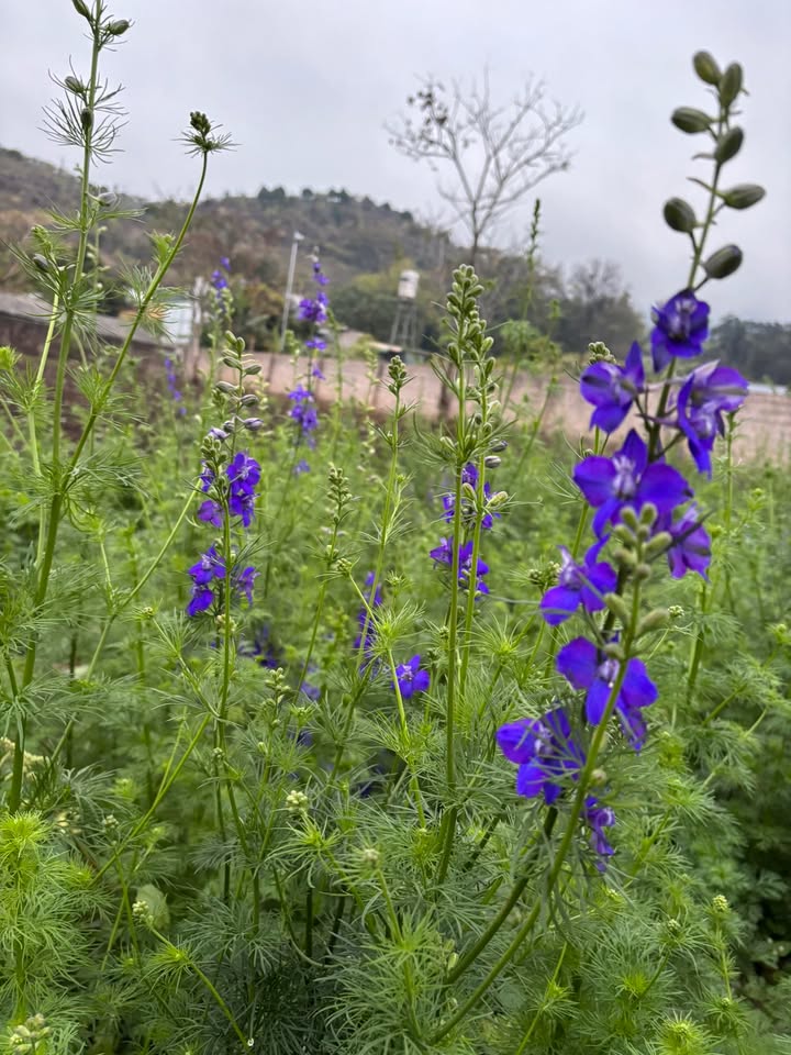 Đất nền khu hành chính Mộc Châu 8000m² - Sổ đỏ chính chủ, giá thỏa thuận