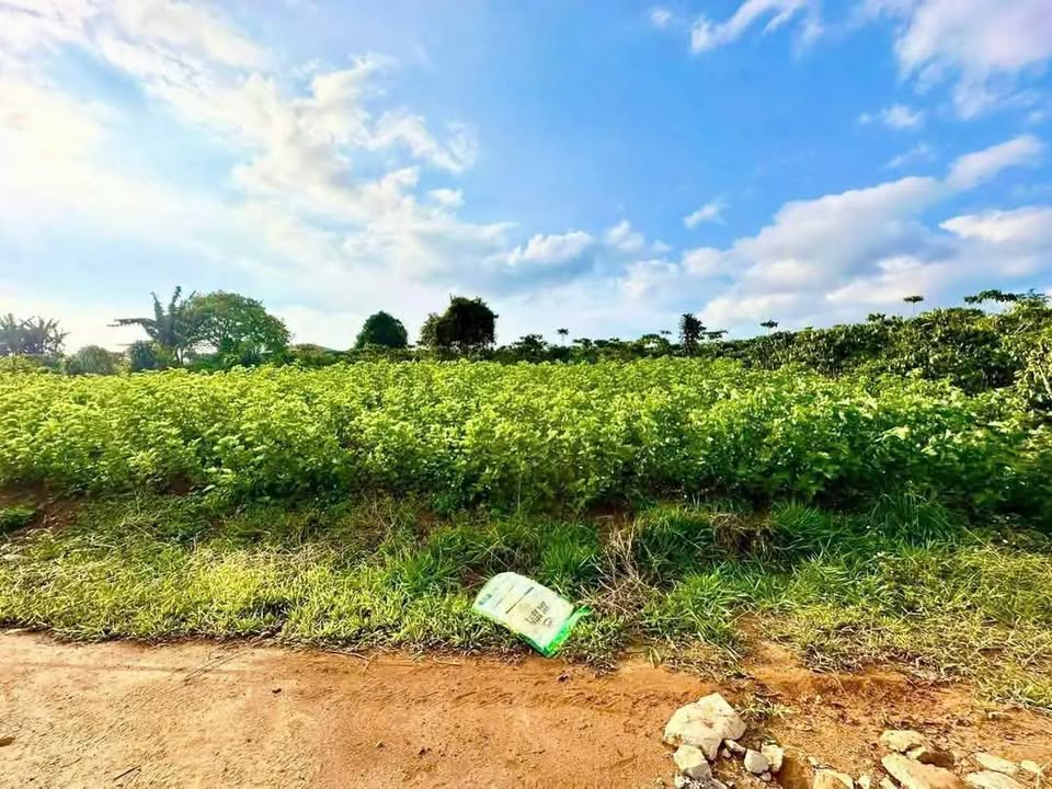 Đất nền view hồ Đảo Voi, Lộc Tân 929m² giá 1.4 tỷ - Cơ hội đầu tư hấp dẫn!