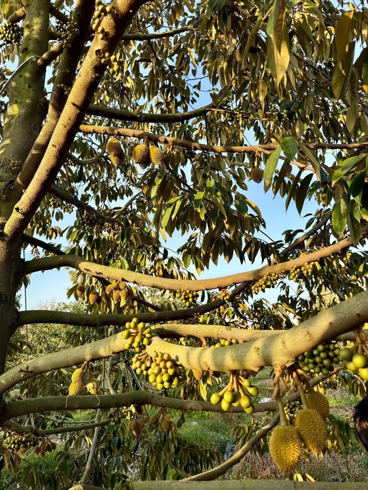 Đất Farm 6000m² tại Đường DT 844, Xã Phú Thạnh, Giá 3.6 tỷ - Đầu tư sinh lời ổn định!