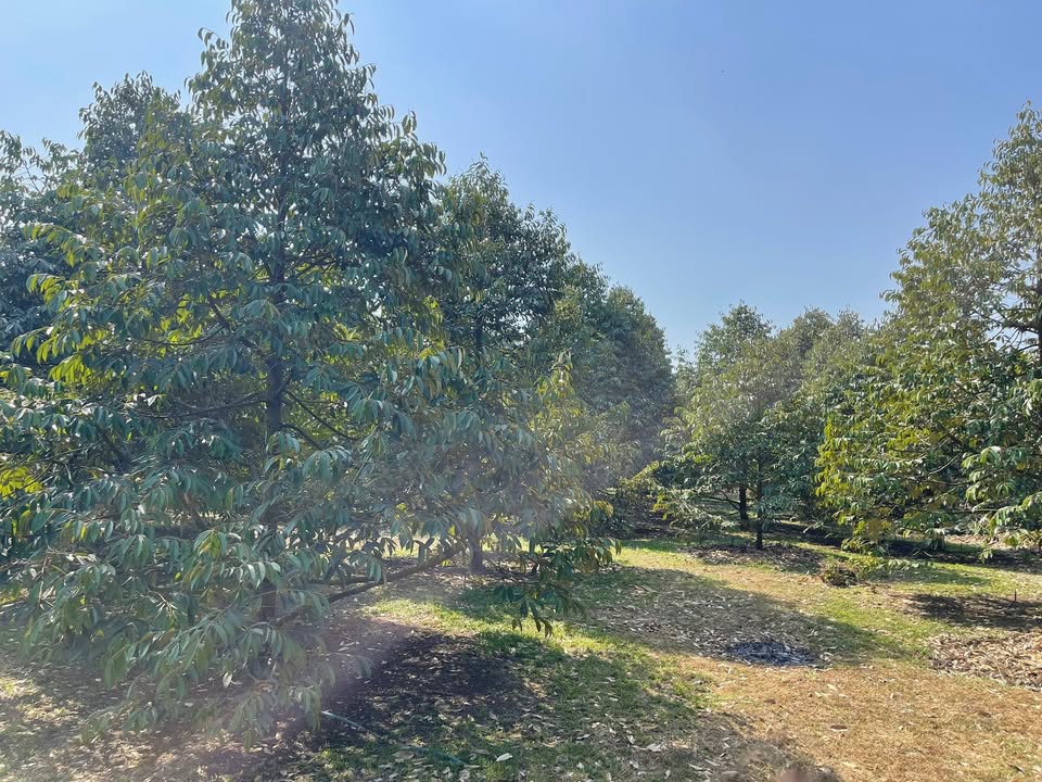 Đất vườn sầu riêng 1000m² tại Dầu Giây - Sổ riêng, giá chỉ 1 tỷ!