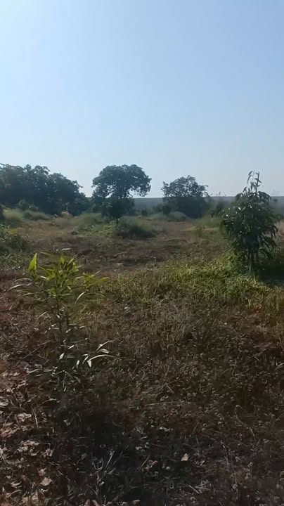 Farm sầu riêng 7,3 sào Đa Kia - 1,3 tỷ, mặt tiền 59m bê tông