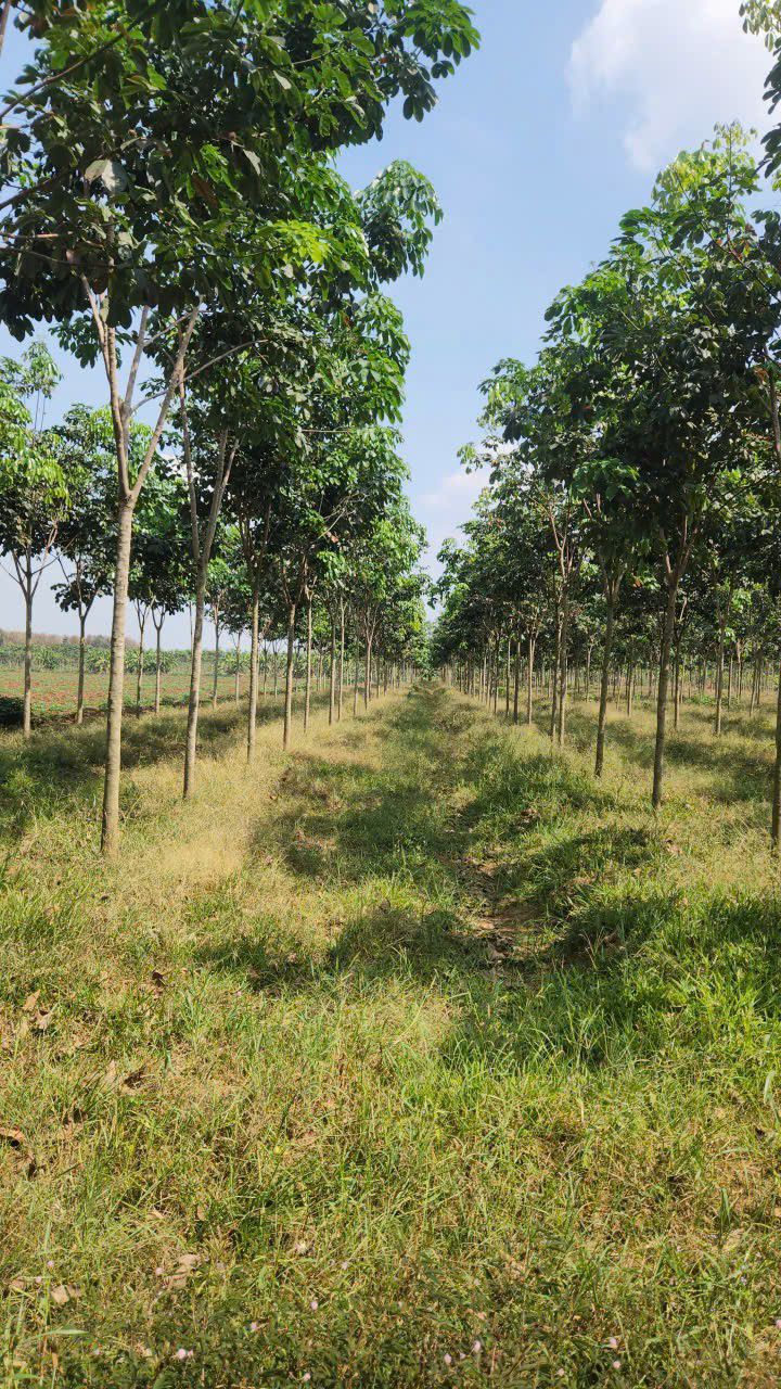 Đất Farm 2,5ha tại Minh Lập, Bình Phước giá chỉ 5 tỷ - Tiềm năng đầu tư lớn!