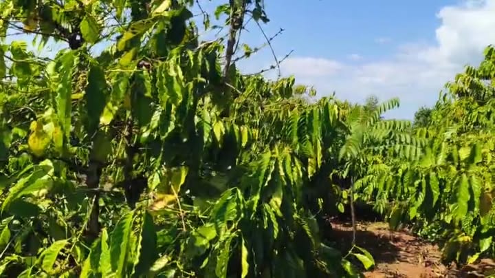 Mảnh vườn 1,2ha tại xã Lơ Pang, huyện Mang Yang, chỉ 200 triệu - Cơ hội sinh lời tuyệt vời!