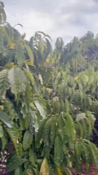 Đất nền xã Liên Hà 10.800m² giá 2.35 tỷ - Cơ hội đầu tư sinh lời!