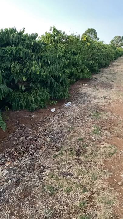 Đất nông nghiệp 8 sào tại Phường Hội Phú, Gia Lai - Giá chỉ 4 tỷ!