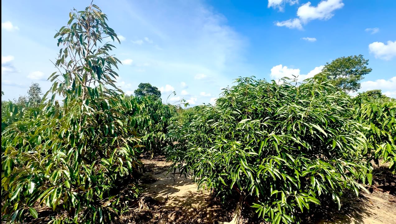 Farm 16.200m² tại Ea Đar, Đắk Lắk - Cà phê, vải, sầu riêng - Giá chỉ 1.15 tỷ!