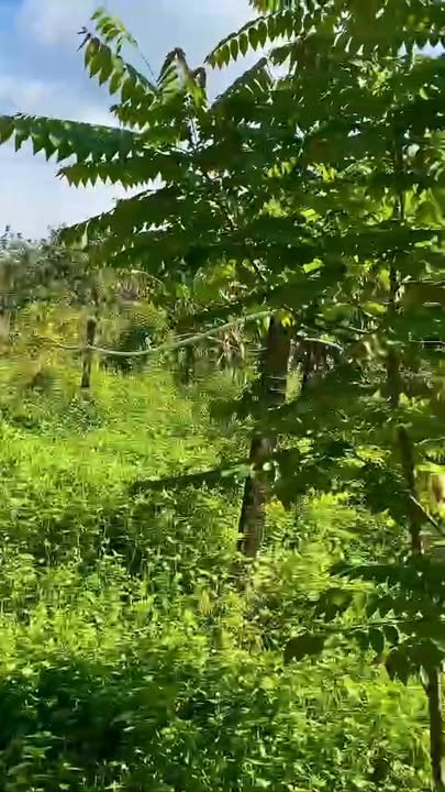 Đất vườn 3900m² Mỹ Phước, Bến Cát giá chỉ 12 tỷ - Pháp lý rõ ràng!