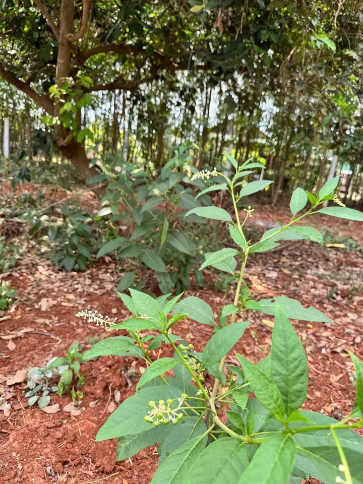 Đất thổ cư 1000m² tại Đất Đỏ, Bà Rịa - Vũng Tàu giá 1.89 tỷ - Đầu tư sinh lời ngay!