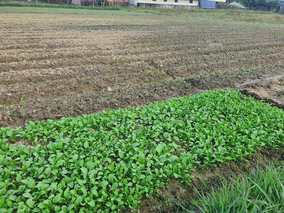 Vườn 3200m² tại Tịnh Thọ - Giá chỉ 1.6 tỷ - Đầu tư sinh lời hấp dẫn!