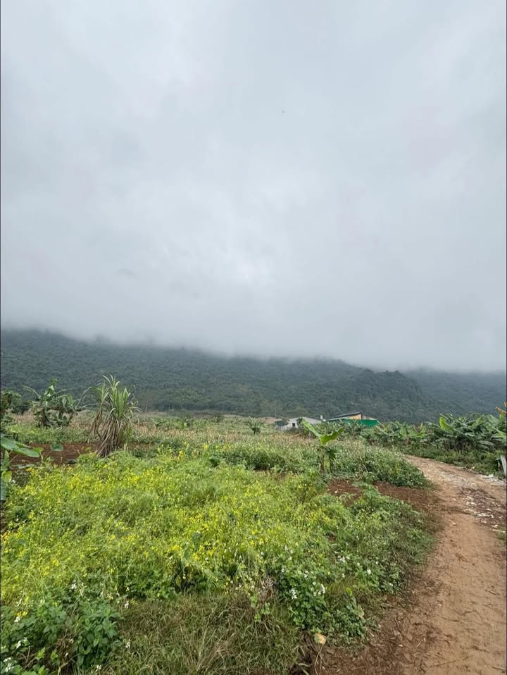 Đất nền chính chủ Xã Phong Quang 1520m² giá 25.84 tỷ - Cần thanh khoản gấp!